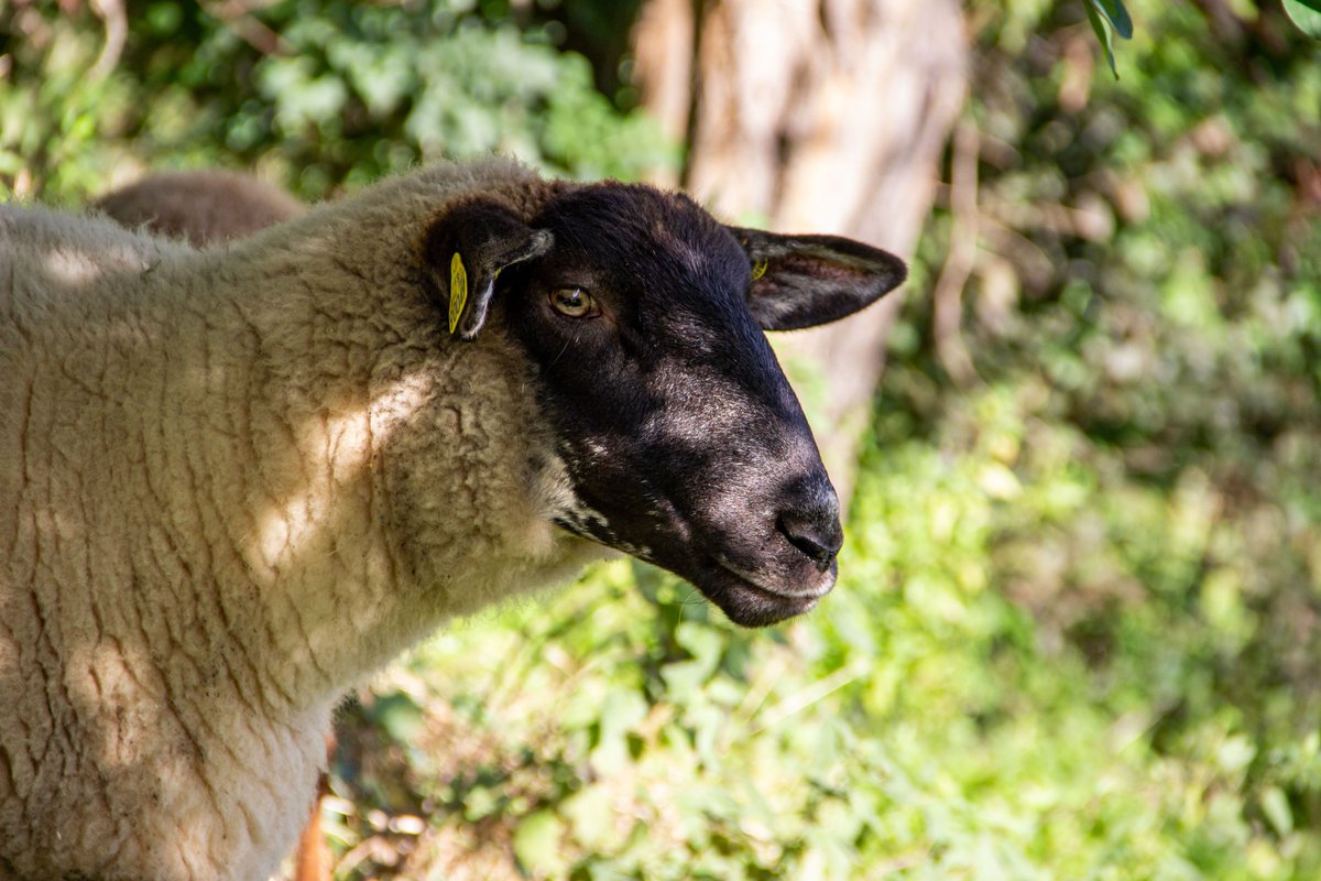 villedesuresnes's tweet photo. Les enfants de l'École des Cottages étaient présents également, avec de belles pancartes pour souhaiter la bienvenue à ces nouveaux Suresnois. 🐑🐑

Nous espérons qu'ils se plairont à Suresnes ! 
(3/3) https://t.co/MhemhUp9Jz