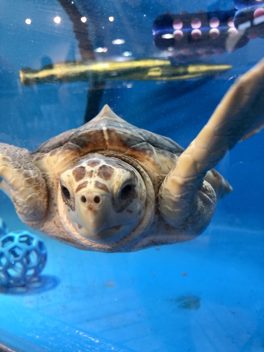 Happy Wednesday! 
Love, Ike 🐢💙
.
.
#tybeeislandmarinesciencecenter #tybeeisland #visittybee #seaturtle