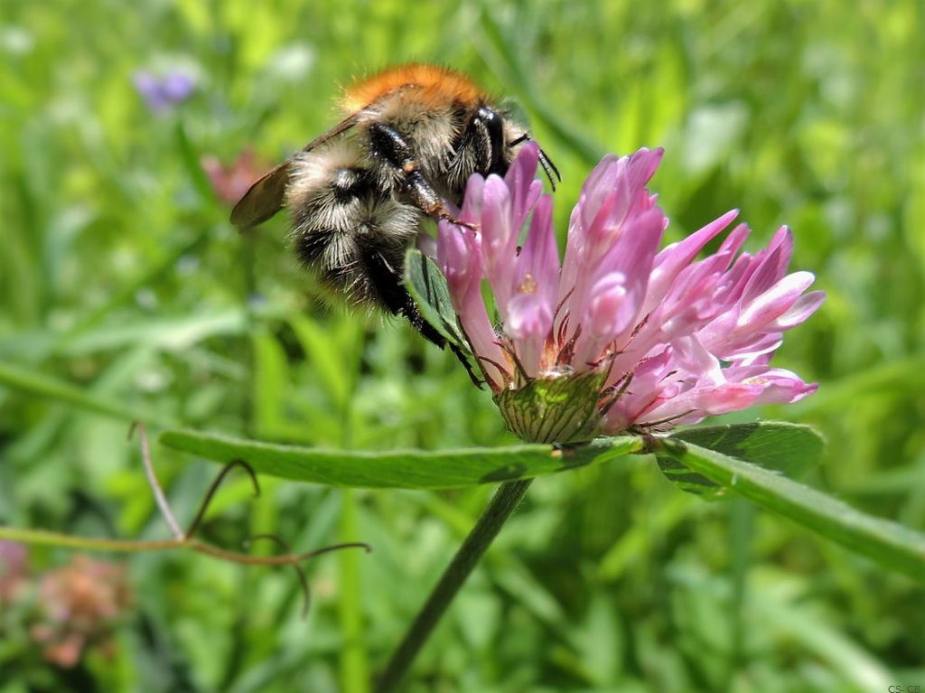 beingmyself_25's tweet photo. #Rotklee... = #RoterWiesenklee schmückt Wiesen mit seinen kugeligen, roten Blüten. Viele #Schmetterlinge nutzen ihn als Raupenpflanze; noch mehr besuchen ihn als Nektarquelle. Trifolium pratense ist zudem eine beliebte Bienen/- Hummelweide. https://t.co/GiZKZTgSVW
