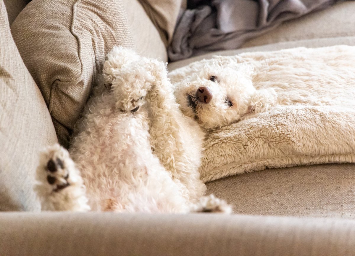 Mobilenerdy's tweet photo. @breakfasttv @petvalu Google the Golden Doodle, doing his thang https://t.co/FRymWmtdW8