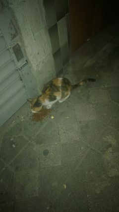 Kediş ve köpüş besleme kareleri 😍🐱🐶