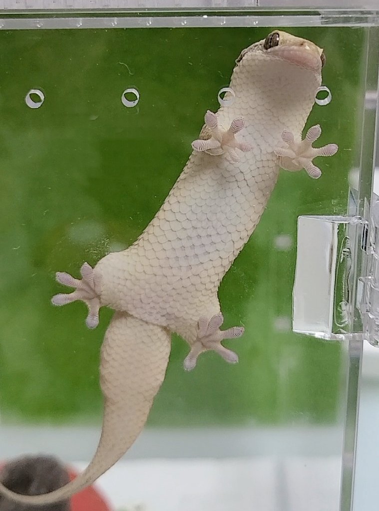 Kman Near Eden Twitter