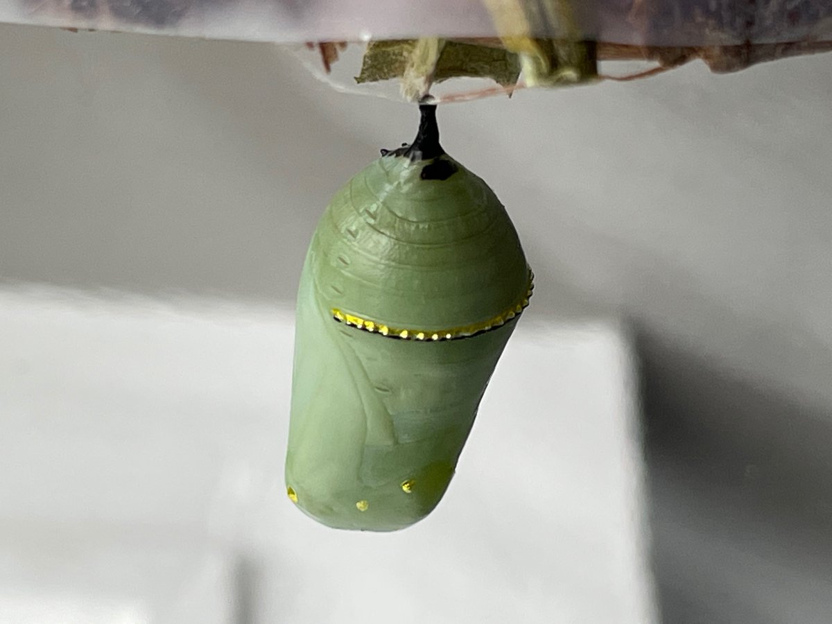 NativeBlueberry's tweet photo. All 4 tiny rescued caterpillars have been safely hanging in chrysalis form for about a week now. Looking good so far. #savethemonarchs #savemonarchs https://t.co/v3P5t0unOf