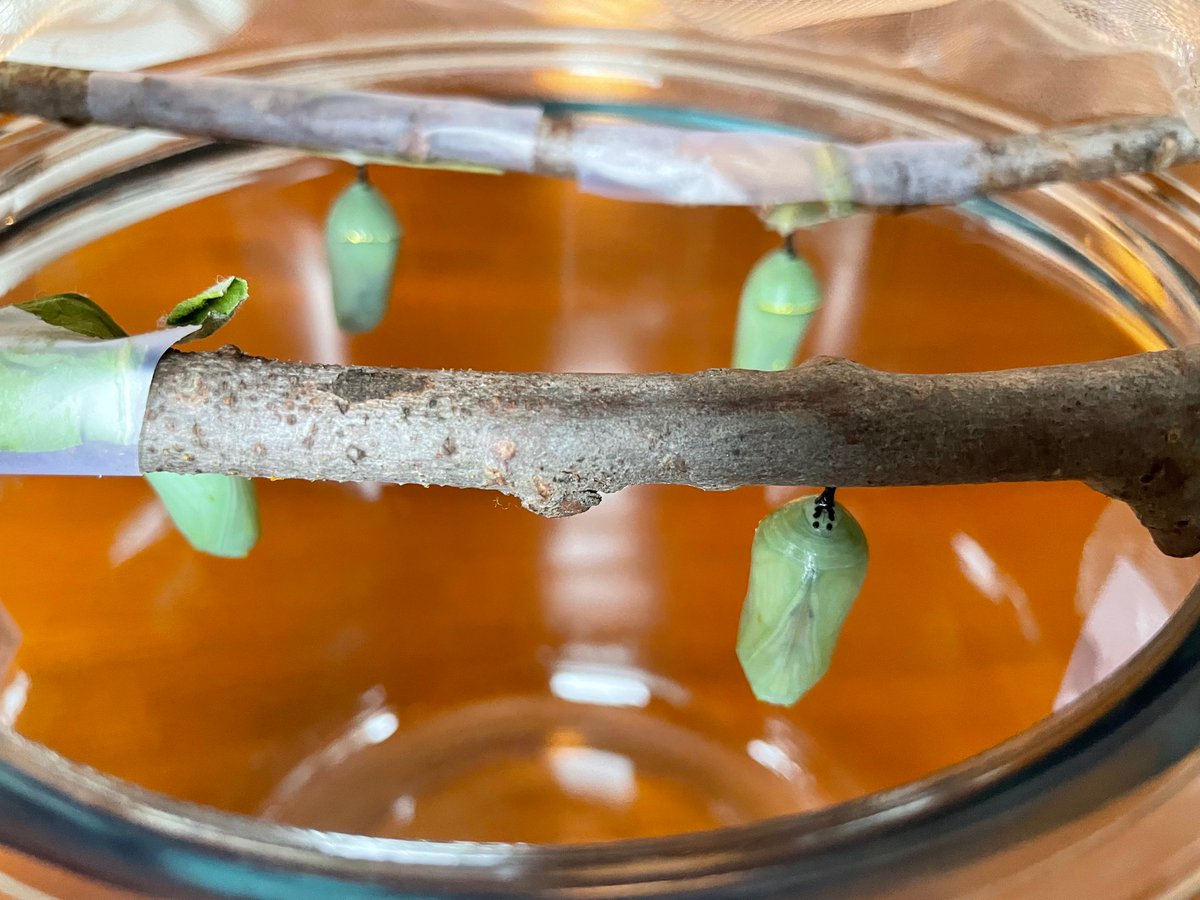 NativeBlueberry's tweet photo. All 4 tiny rescued caterpillars have been safely hanging in chrysalis form for about a week now. Looking good so far. #savethemonarchs #savemonarchs https://t.co/v3P5t0unOf