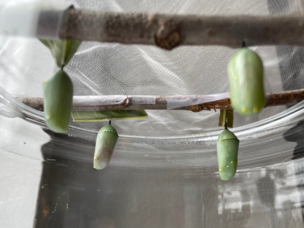 NativeBlueberry's tweet photo. All 4 tiny rescued caterpillars have been safely hanging in chrysalis form for about a week now. Looking good so far. #savethemonarchs #savemonarchs https://t.co/v3P5t0unOf