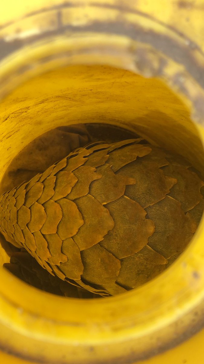 PangolinWorking's tweet image. Thanks to a tip-off from a member of the public, four suspects were arrested in Limpopo today, after being found in possession of a pangolin.
The pangolin was being kept in a 25l oil barrel. It was recovered and taken for medical assessment.
1/2