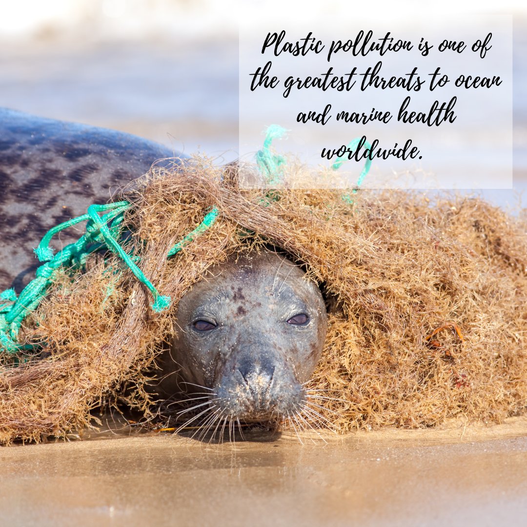 ecozoi's tweet photo. Let's save our oceans by looking for plastic-free alternatives. The most visible and disturbing impacts of marine plastics are the ingestion, suffocation and entanglement of hundreds of marine species. 

#recycle#reduce#plasticfree#reducewaste#zerowastelifestyle #noplastic#Ecozoi https://t.co/4evfxV3Xn7