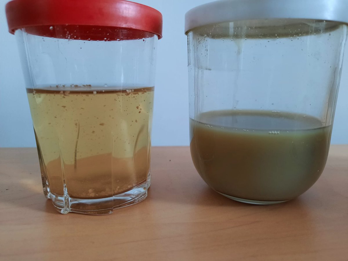 SophieVasset's tweet photo. Oak Gall powder poured in two different types of mineral waters (Vals-Les-Bains, "Dominique" on the left, "Précieuse" on the right), Day #1
Preparing for my talk at  "Fête de la Science" in 3 hours @Univ_Paris, celebrating science, 18thC style. 

#FDS2021 https://t.co/tV8DSlpQOs