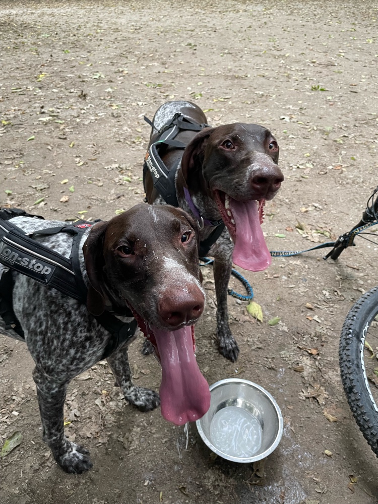 PullyDogs's tweet image. Spark, Bolt and I just #ResQwalked by Bikejoring at Point Pelee 7.64 km in support of animals in need! Thanks  resqwalk.com