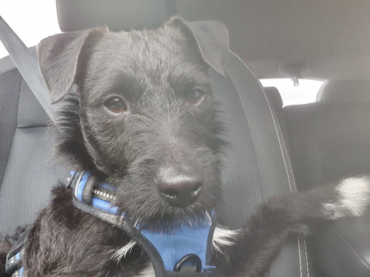 laserzoneltd's tweet photo. Laser Dog is very unimpressed he's not coming to work today!! #petsoflaserzone #LaserzoneSwansea #Laserzone https://t.co/2u3ubn56Kp