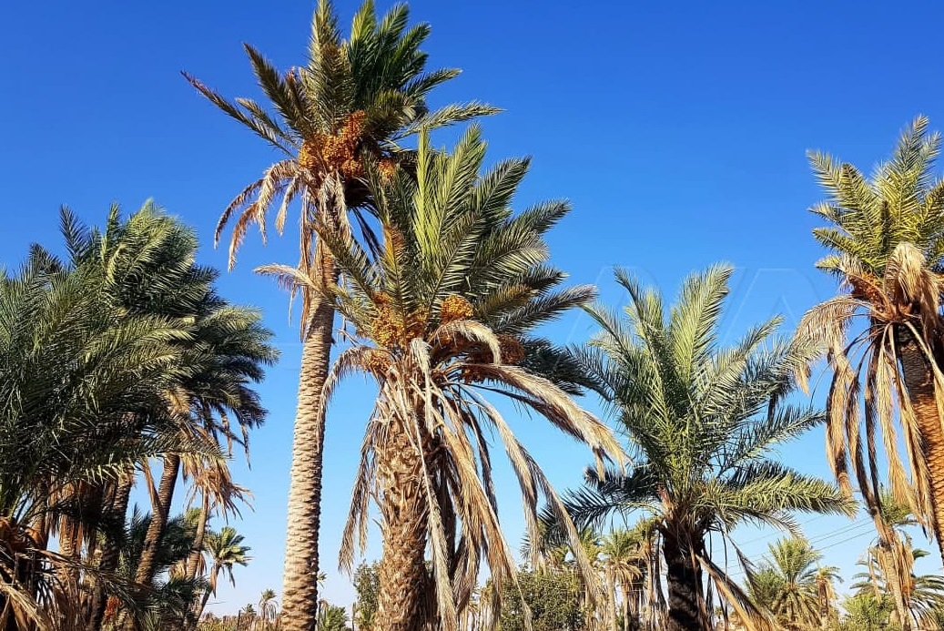 eye_syrian's tweet photo. Dates harvesting in #Palmyra.

#Syria https://t.co/rHeqT5trkh