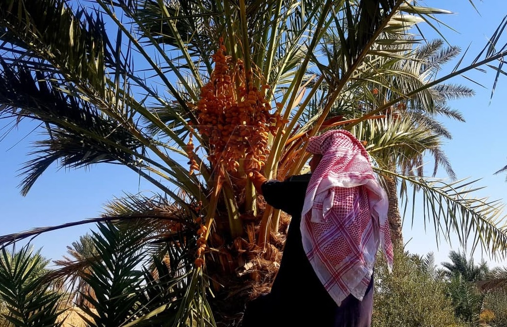 eye_syrian's tweet photo. Dates harvesting in #Palmyra.

#Syria https://t.co/rHeqT5trkh