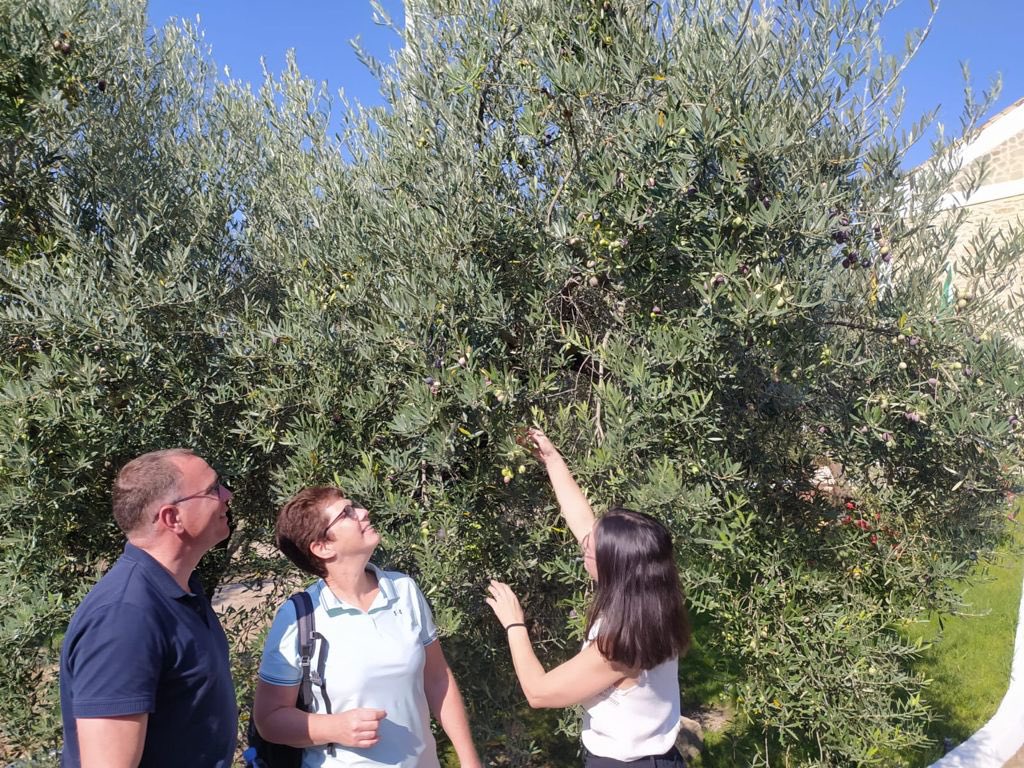 BacusTravelTour's tweet image. #OLEOTURISMO | Retomando nuestra actividad en la difusión de la cultura del #aceitedeoliva 🫒 #aove 🇳🇱 
bacustravel.com/oleoturismo/ #Montilla