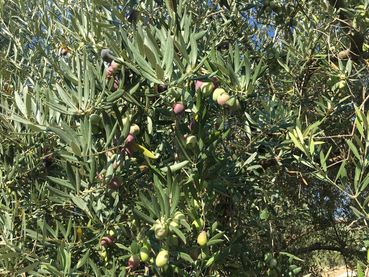 BacusTravelTour's tweet image. #OLEOTURISMO | Retomando nuestra actividad en la difusión de la cultura del #aceitedeoliva 🫒 #aove 🇳🇱 
bacustravel.com/oleoturismo/ #Montilla