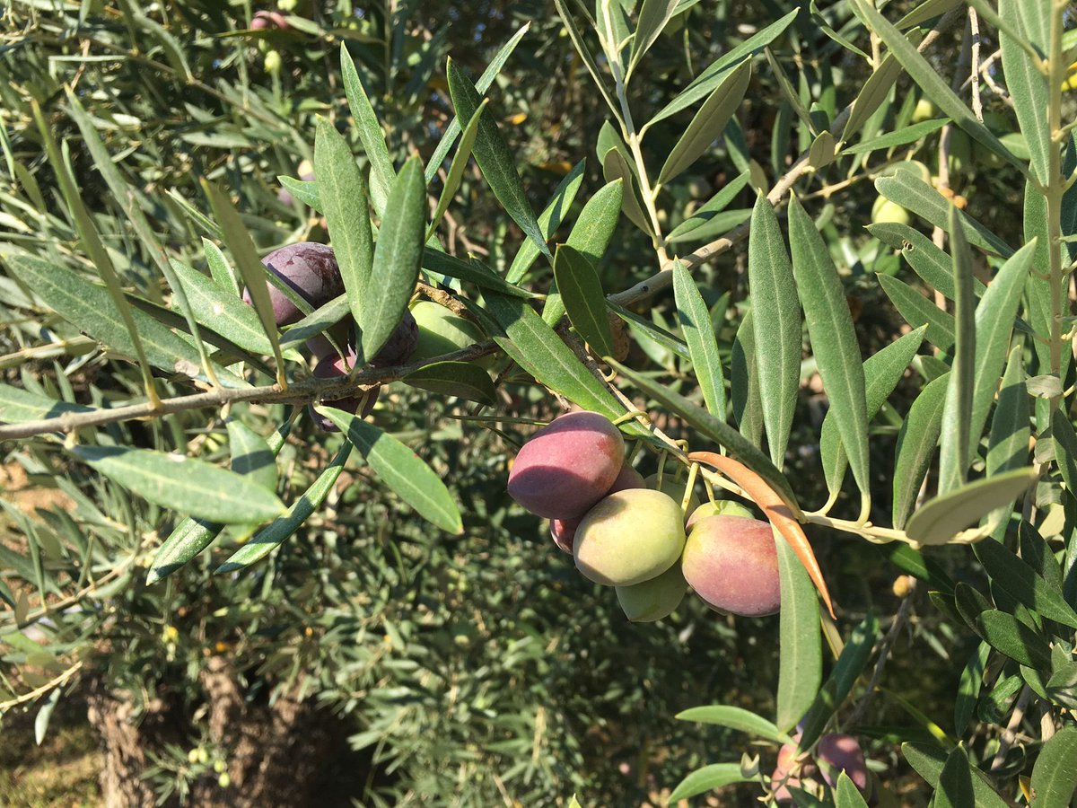 BacusTravelTour's tweet image. #OLEOTURISMO | Retomando nuestra actividad en la difusión de la cultura del #aceitedeoliva 🫒 #aove 🇳🇱 
bacustravel.com/oleoturismo/ #Montilla