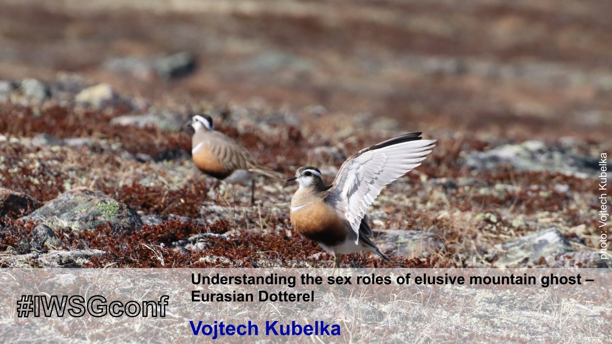 Dotterel are an extremely tough species to monitor but <a href="/KubelkaVojtech/">Vojtěch Kubelka</a> and colleagues have taken on the challenge of studying this elusive mountain ghost. Find out all about the sex roles of this species in Talk 12 of #IWSGconf. #ornithology #shorebirds #waders