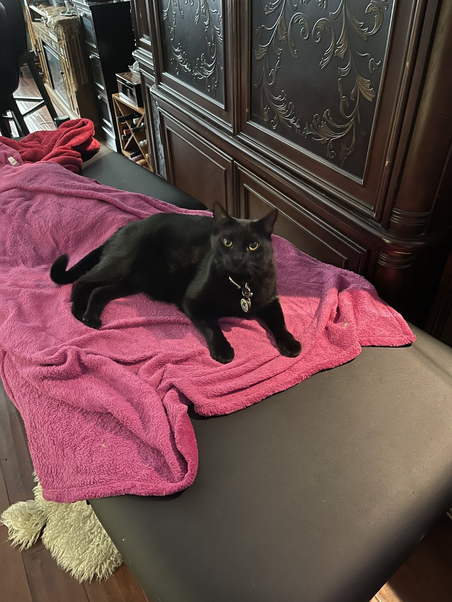 HarmonyUsInc's tweet photo. #luna is ready for his massage #petcabal https://t.co/yy0IeOoIfe