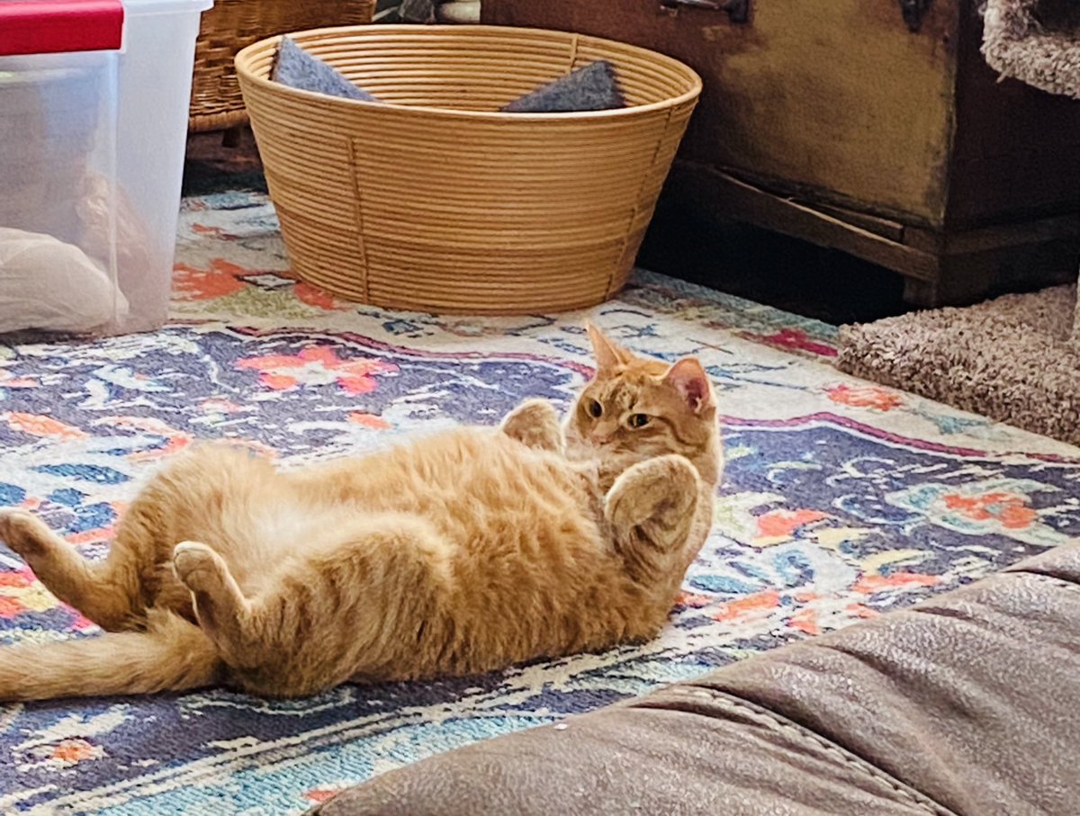 OneCraftyAmy's tweet photo. When you’re curious but also lazy. 🐈 https://t.co/OA6jllcaOn