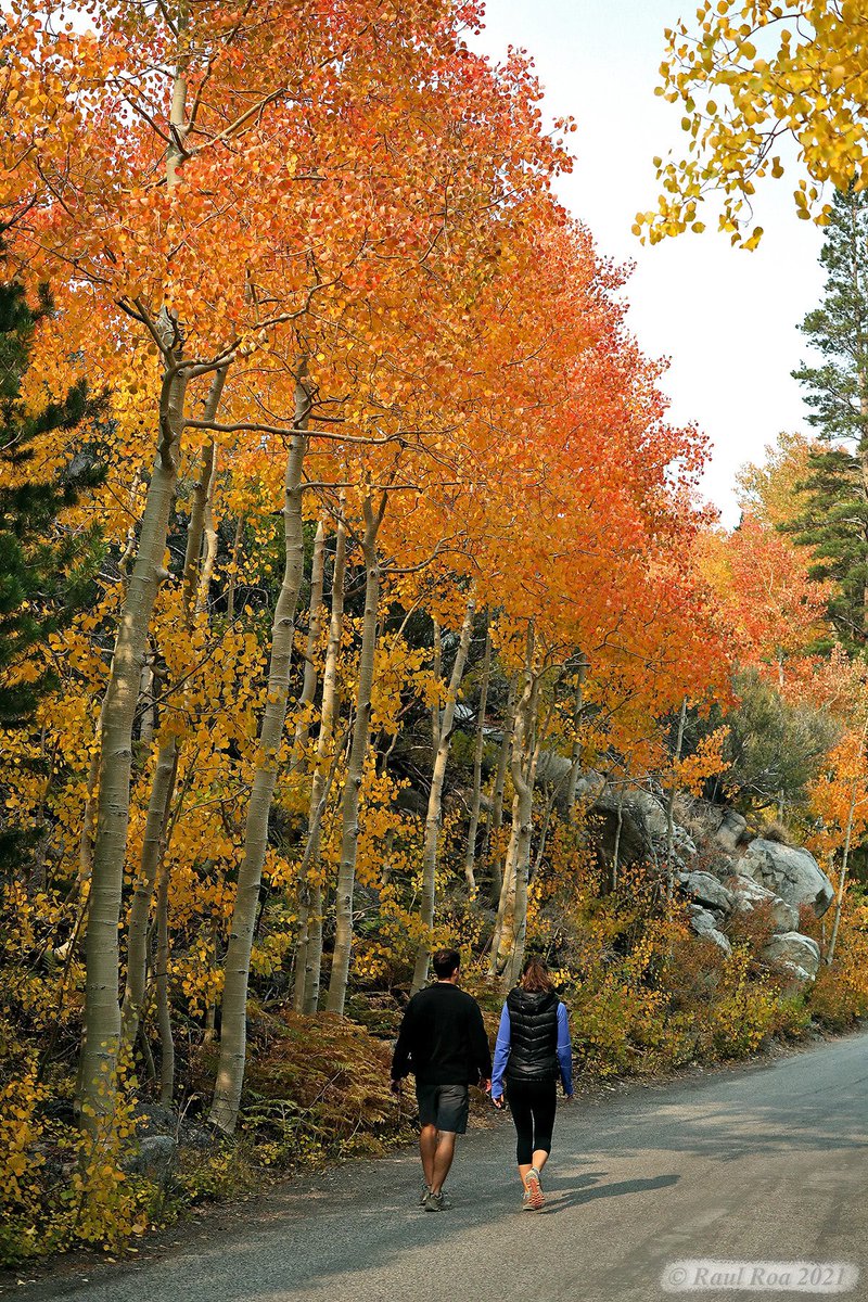 Raul Roa tweet media