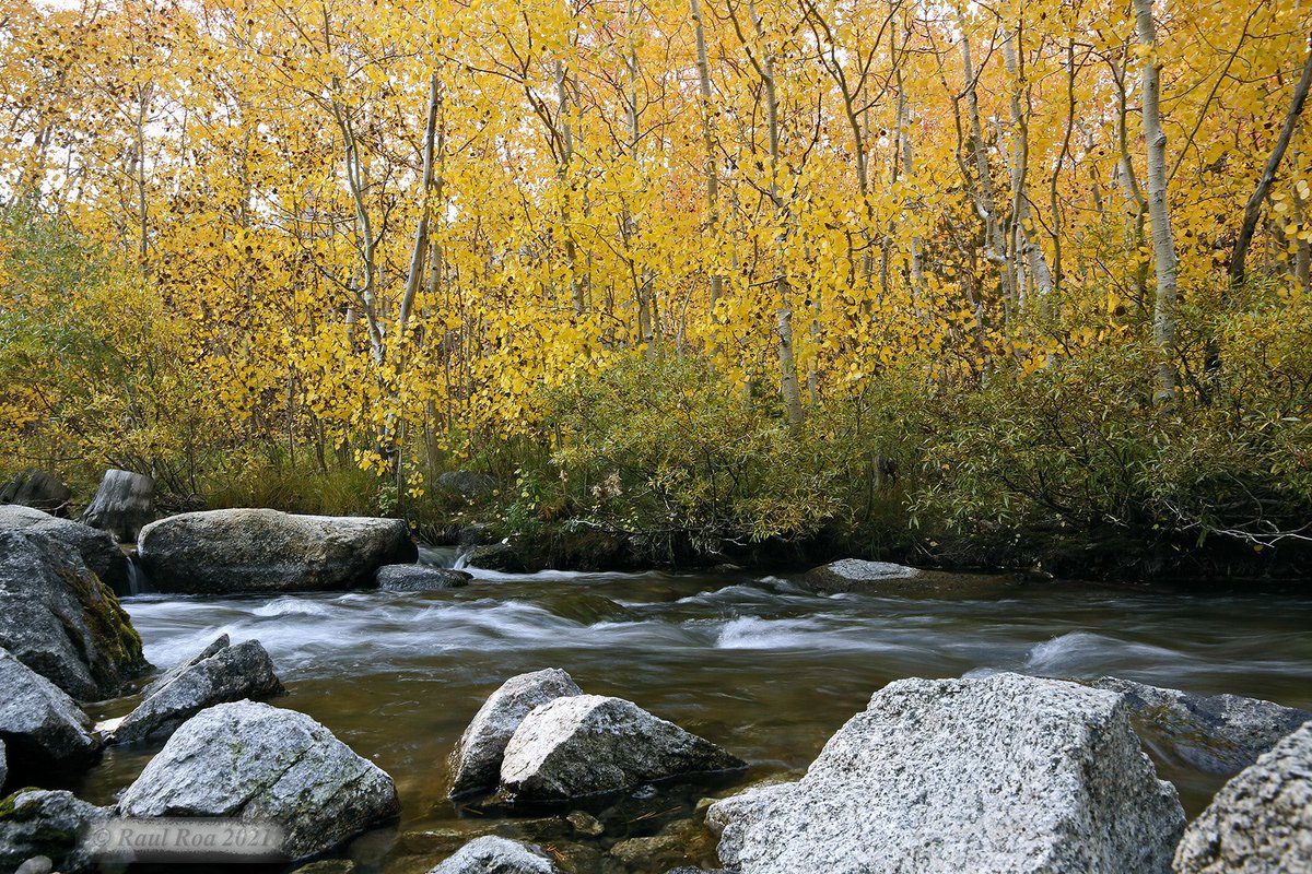 Raul Roa tweet media