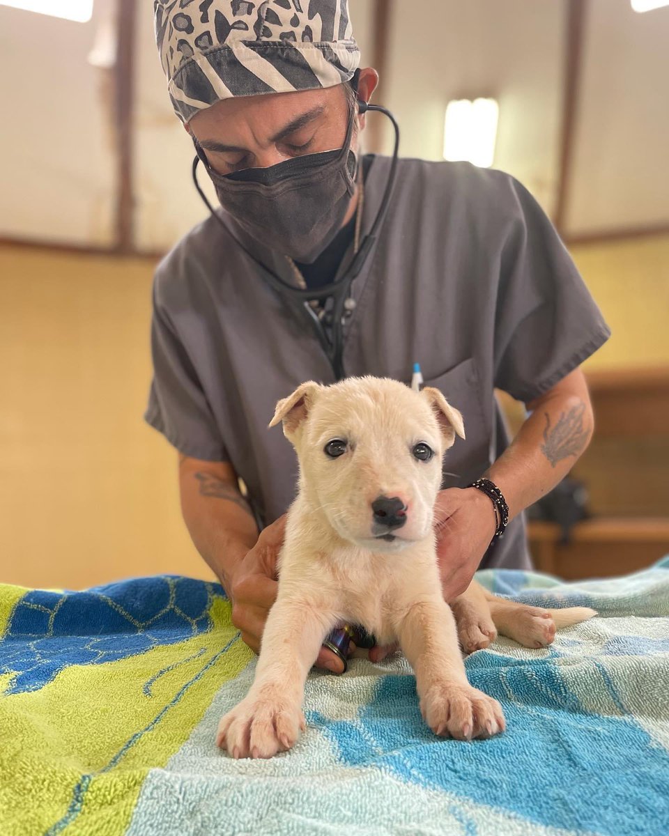 ParkerProjectSF's tweet photo. We have so much news to share, but the character limit makes it tough.  Pls follow us on FB &amp; Insta for weekly updates. Here’s just a few of the med cases from this week alone, along with hundreds of by donation sterilizations this month. 

Donate to help https://t.co/YSKEcaaKaW https://t.co/lgYvTyVsu4