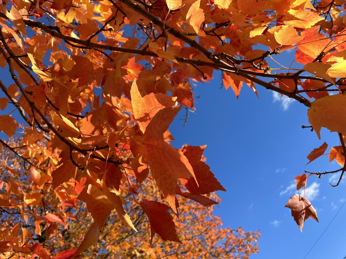 HeyItsMeMissJT's tweet photo. I'm so glad I live in a world where there are Octobers! #GoldenMornings #WednesdayVibes #AutumnStateOfMind #SunnySideUp #ItsAGoodDay #MinnowLake #WalksToWork #MyCardio ππβοΈπππ₯Ύ https://t.co/m72Ti0W03I
