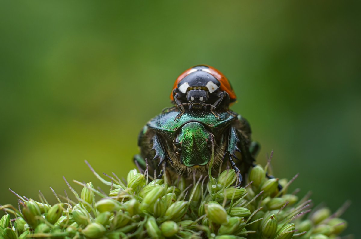NEW PODCAST: Vicki Hird &amp; Rebugging The Planet
I talk to the fantastic <a href="/vickihird/">Vicki Hird MSc FRES 🐝🦋 🍃💚🍃</a> <a href="/UKSustain/">Sustain</a> - about her new book, #RebuggingThePlanet, &amp; about food and farming policy.
This time with the LINK!
faifarms.com/podcasts/vicki…
