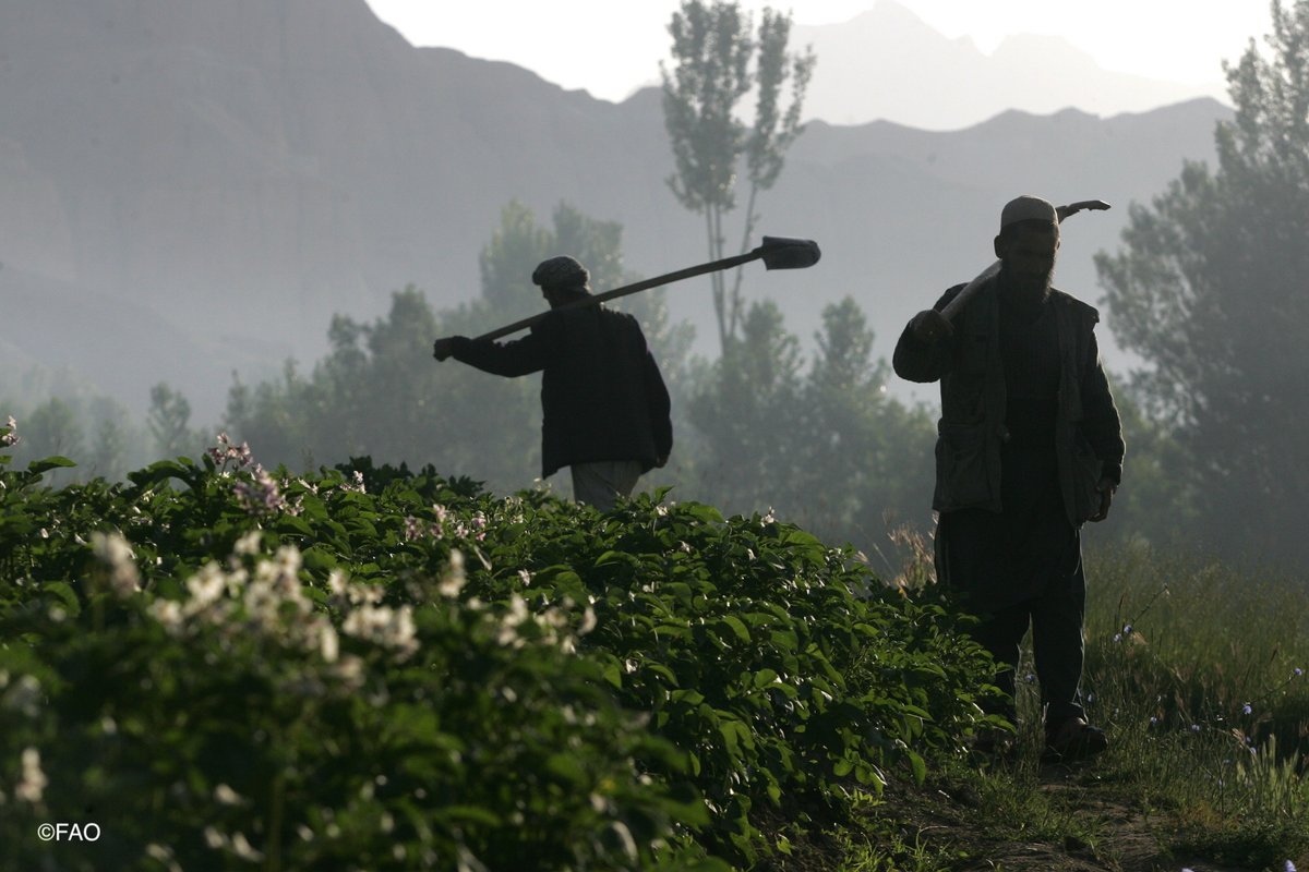 FAO's tweet image. The importance of agriculture to Afghans cannot be overstated - 80% depend on rural livelihoods

Together, with other @UN Orgs &amp;amp; partners, we are scaling up the response to the crisis &amp;amp; call on all donors to urgently turn pledges into reality: bit.ly/3iClnq6

#UN4AFG