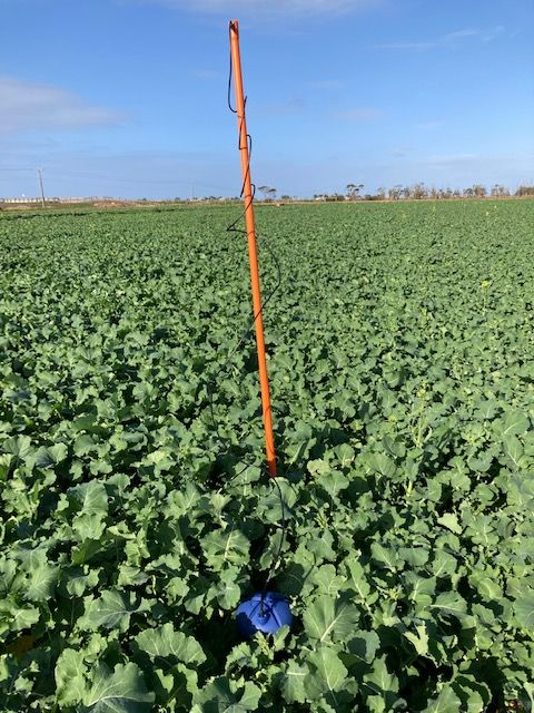 MPH Farm, in Australia, is irrigating almost 3000 acres. The whole farm will be using 50 CropX sensors to monitor soil moisture, temperature and EC! Our system is used in canola during winter and maize during summer.
