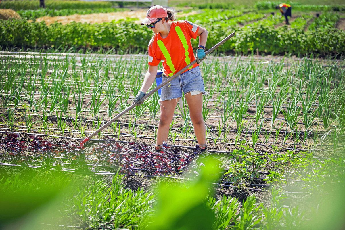 durhamcollege's tweet photo. It's Ontario Agriculture Week! Did you know that DC's food, farming and horticulture programs are focused on field-to-fork and sustainable business practices? Head to https://t.co/9PHykz0qDB to learn more.

#ONag #AgriStability #ONAgWeek https://t.co/YGCjcpUfYG