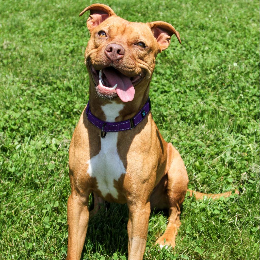 CP_PetInsurance's tweet image. Happy #AdoptAShelterDogMonth! Becky is the star of the show today, available for adoption in our shelter partner, @CMHSPets, in Columbia, MO! ⭐️💜 Learn more about Becky and give her a furever home! 👉cmhspets.org/benchwarmers/#…
