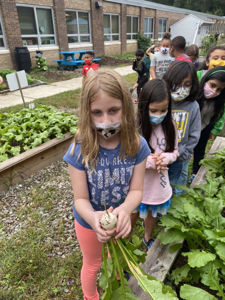 HMESOutdoorEd's tweet photo. Started the day harvesting turnips with third grade and even @RiveraHM3 got in on the fun! @HollinMeadowsES @HmesPartnership @PTAHMES https://t.co/UeyjYYQRWU