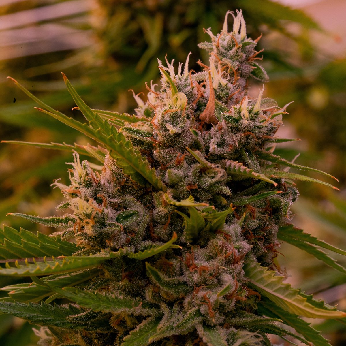 Superfarmco's tweet photo. SUPER LEMON HAZE 🌬💨💨🌸 https://t.co/5E3P3E3Vys