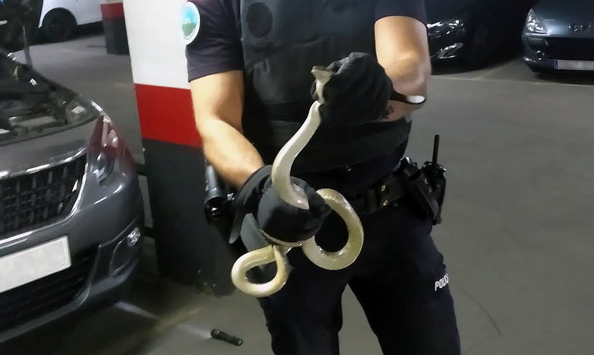 policiaMostoles's tweet photo. Nuestra Unidad de Protección Animal y del Medio Ambiente recuperó ayer una serpiente que se había alojado en el bloque motor de un vehículo estacionado en el interior de un parking. Al tratarse de una especie autóctona, procedieron a liberarla en el campo. #UPAMA #Móstoles https://t.co/3PWvWTLrJ3