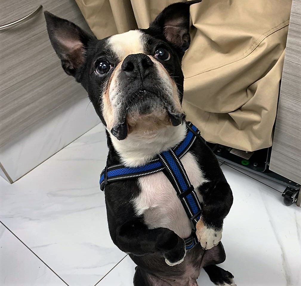 DrEllenKinzl's tweet photo. Sure, some dogs can do a good sit for a treat. But Stuart is extra: He does the whole dance.
.
.
#dancingdogs #thoseears #cutestface #torontodogs #downtowndogs #soextra #extraaaa #libertyvillage #veterinarian https://t.co/qcxFXz861A