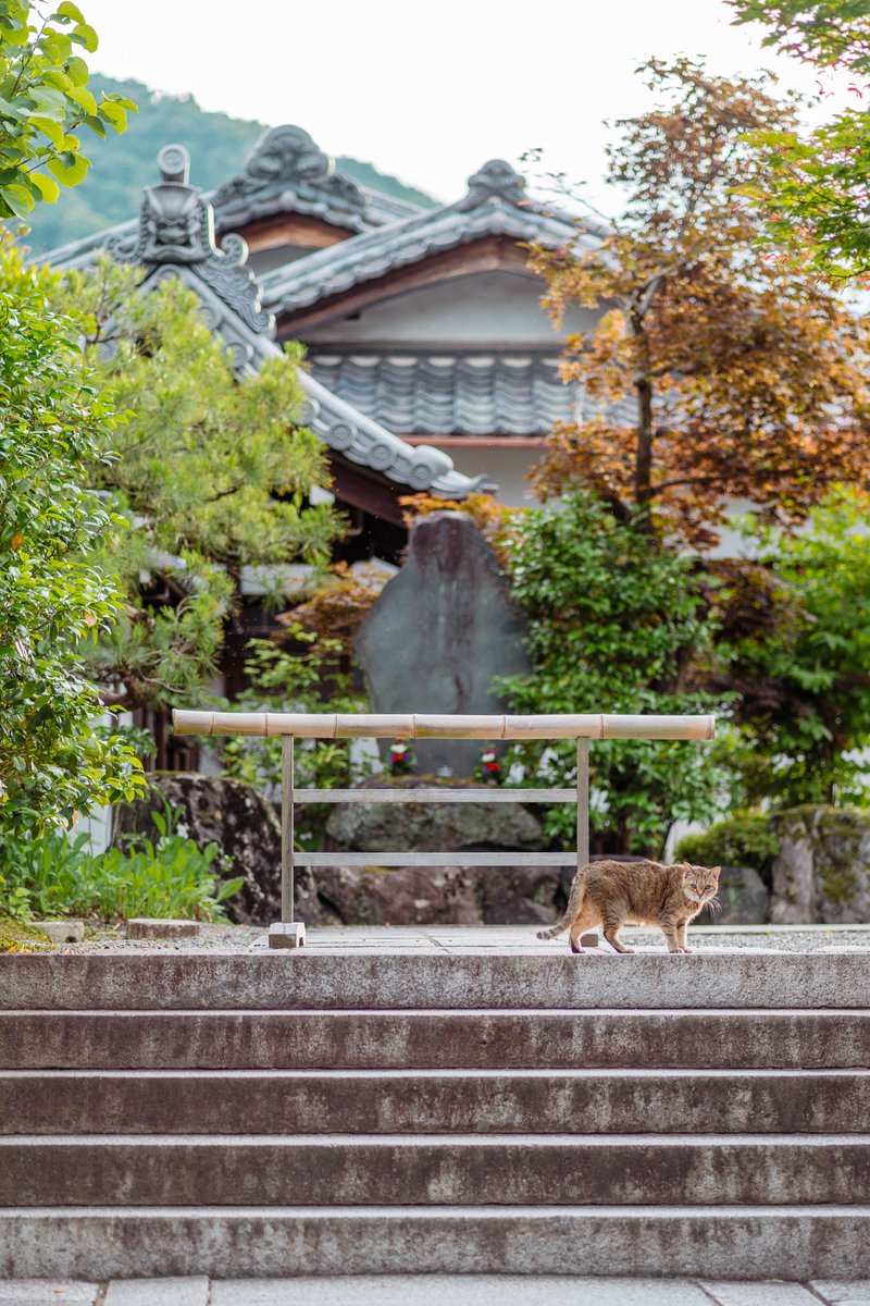 Ichiban_Japan's tweet photo. Une vie de chat errant dans les ruelles japonaises 🐈‍⬛ https://t.co/JuE7o6u5k3