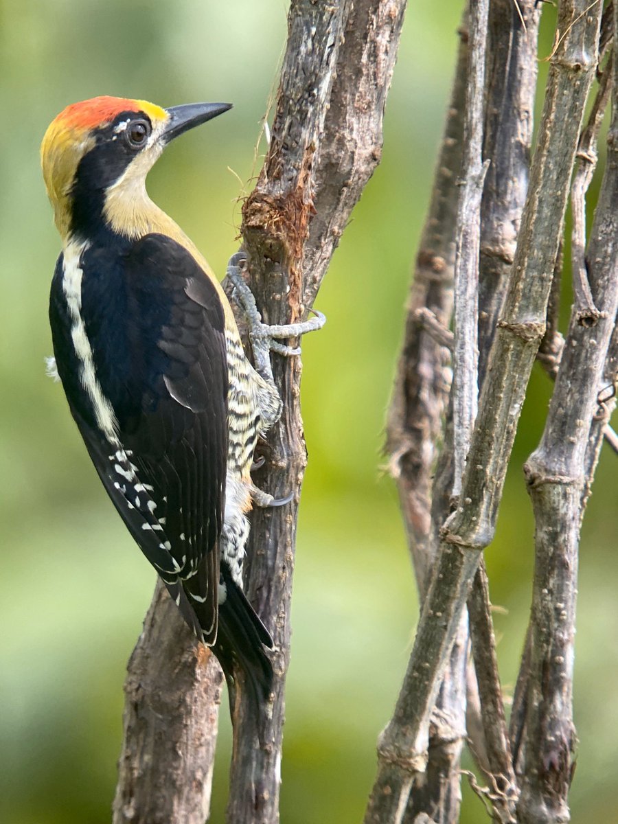 JeffBouton's tweet photo. Golden-naped Woodpecker is a regional endemic of Costa Rica’s Pacific lowlands. Male digiscoped with iPhone thru Kowa TSN-99 spotting scope at @cristalballena hotel #birdwatchingbliss2021 #kowascoping https://t.co/pfLsL4GMKa