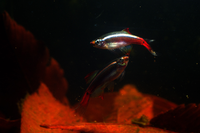 おさかな繁殖ラボ 写真 熱帯魚 ロングフィンカージナルアカヒレ アカヒレ ゼブラダニオ 初心者向けの魚だけどいい魚だと思う ロングフィンは 豪華になってさらに魅力的 改良も良い方向 悪い方向があると思う 魚はその種が持つ本来の動きをする おさかな繁殖ラボ 写真 熱帯魚 ロングフィンカージナルアカヒレ アカヒレ ゼブラダニオ 初心者向けの魚だけどいい魚だと思う ロングフィンは 豪華になってさらに魅力的 改良も良い方向 悪い方向があると思う 魚はその種が持つ本来の動きをする