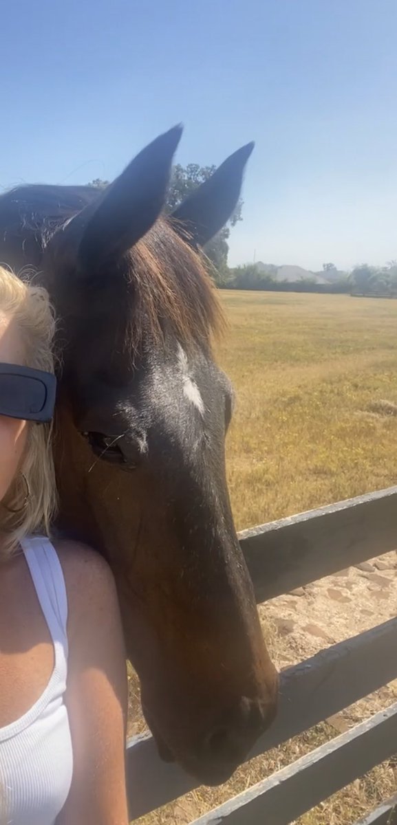 PepitaCorona's tweet photo. Best perfume โHorses whispering my soulโฅ๏ธโ #horsesinmyheart #horselover #amoreternocaballos #horses #caballosamorosos #horsesinmylife #spirithorses #wednesdaythought #bestperfumehorses https://t.co/BHoqYTIU0Y
