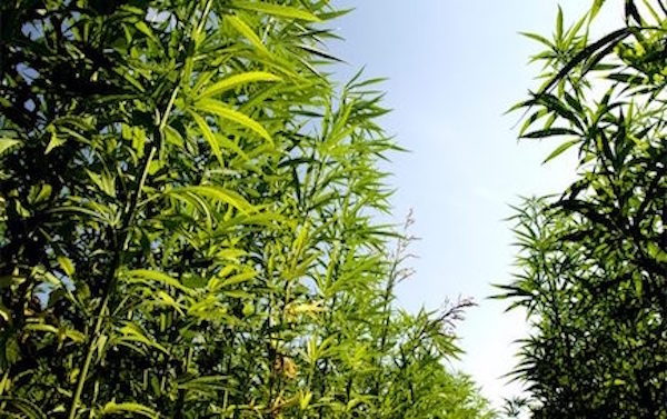 CarverJohns's tweet photo. Hemp and Green Energy 

Turning leftover hemp bast fiber into powerful energy-storing supercapacitors could be the answer to providing homes with sustainable natural energy

https://t.co/JCmRSxze0B https://t.co/nBS1Z4cEeA