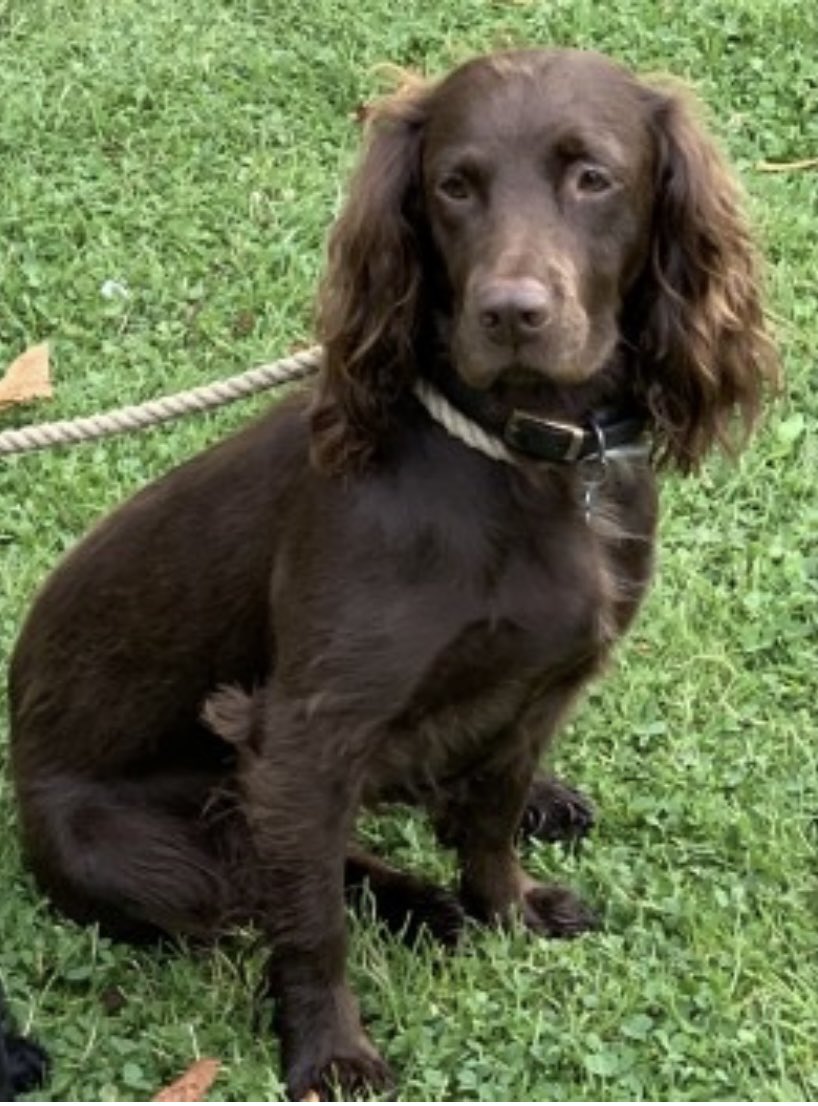 #SpanielHour 

BRAMBLE still missing despite extensive searches 8/9/21 

Brown/female/adult #Sprocker 
Tagged/chipped&amp;spayed 
Small white bib/docked tail

#MatterleyEstate #Winchester #SO24  

family are distraught &amp; trying desperately to find their girl 
doglost.co.uk/dog-blog.php?d…