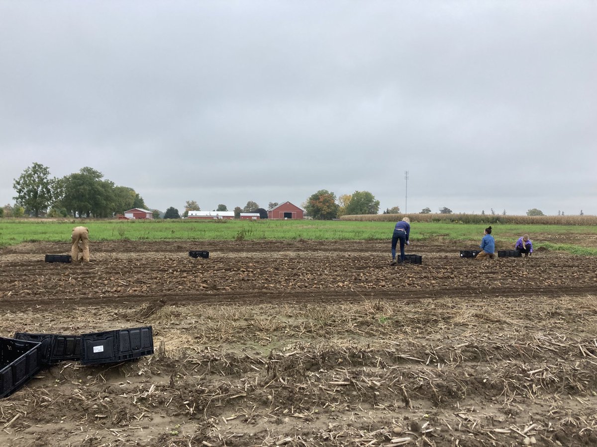 dickshmo's tweet photo. ⁦@CambFoodBank⁩ potato dig at ⁦@syngentacanada⁩ so fortunate ⁦@tessatweeting1⁩ made time to plant, maintain, &amp; harvest to make this happen.  ⁦@h_slinn⁩ @kendra57 ⁦@AdamAQueen⁩ ⁦@MDouglasBaumann⁩  #syngentahoneywood #syngentaproud https://t.co/b7UZSP9dko