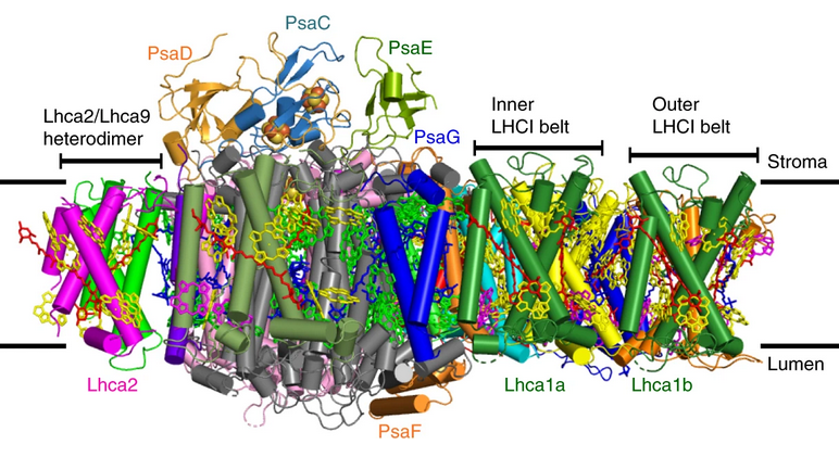 EMDB_EMPIAR's tweet photo. Look at this spectacular https://t.co/pkO6IJl3PU entry of the "Structure of the green algal photosystem I supercomplex" (https://t.co/3LCklJmnjn)! Amazing effort pioneered by the Takahashi lab at Okayama University and published @NaturePlants. #EMDB_EMPIAR #FromJapanWithLove https://t.co/Xtvud7p08X