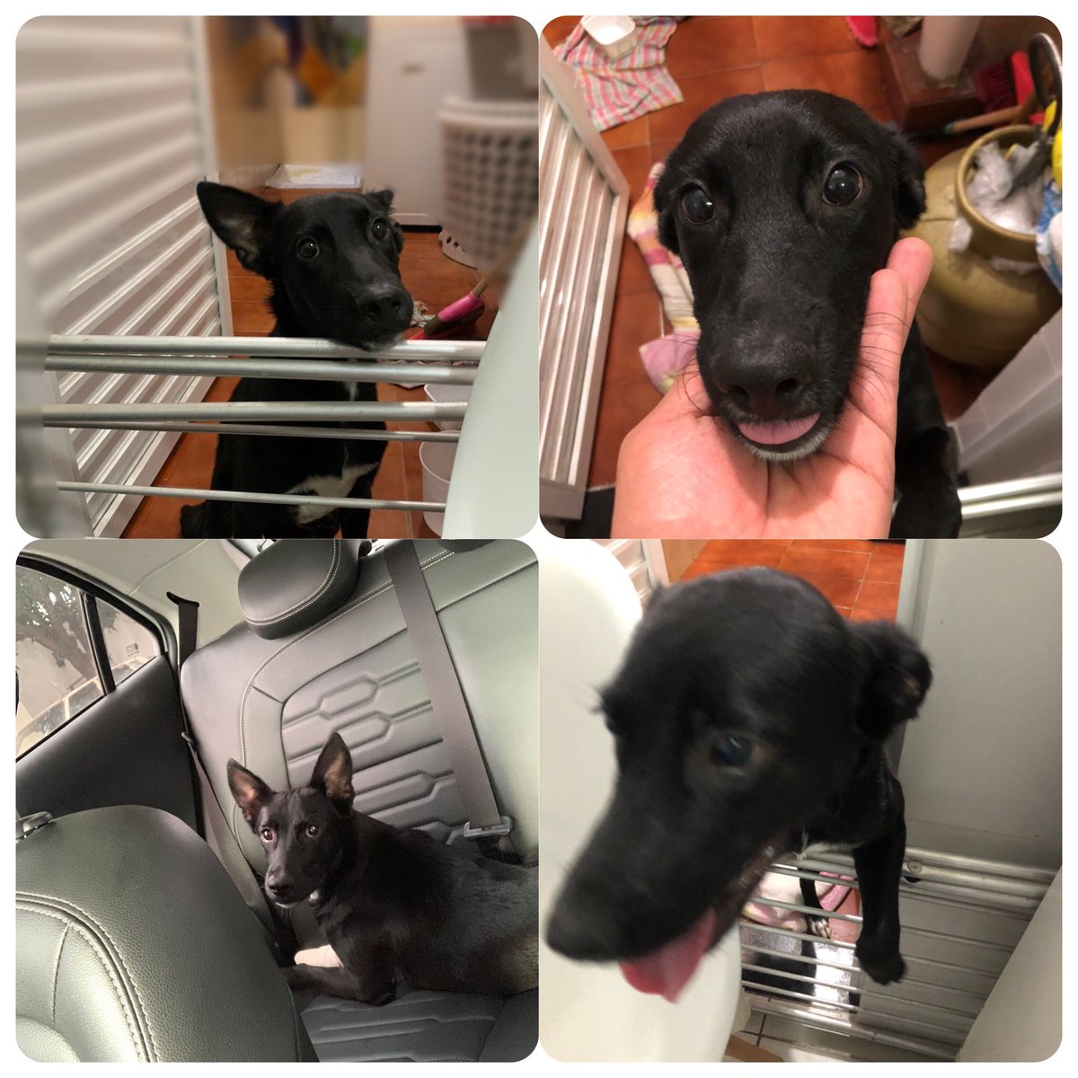 🚨FALA VASCAÍNOS🚨

Esse daqui é o Vasco, ele é muito dócil, carinhoso e cheio de energia.
Ele era de rua e acabou tendo a patinha atropelada, mas só foi ferimento superficial.
Ele está tomando remédio pra carrapato e já completou o ciclo de antibióticos.
ELE PRECISA DE UM LAR 🧶