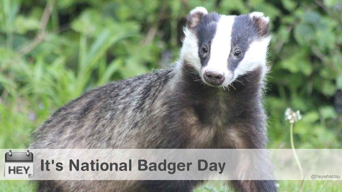 It's National Badger Day! 
#NationalBadgerDay #BadgerDay #Badger