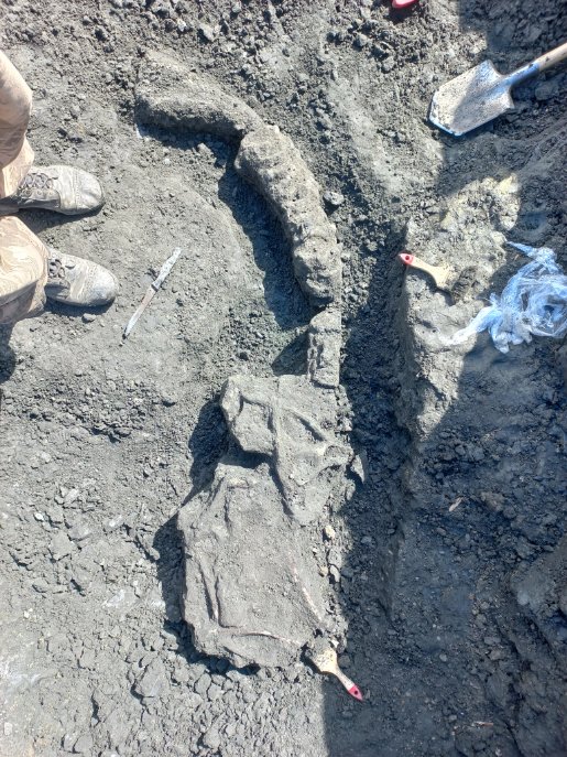 В геопарке «Ундория» обнаружено сразу два скелета ихтиозавров
Уникальное захоронение сразу двух ископаемых морских рептилий было обнаружено сотрудниками Ундоровского палеонтологического музея в завершении полевого сезона.