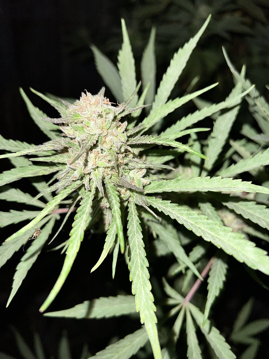 Spider just chilling on my weed 😮‍💨