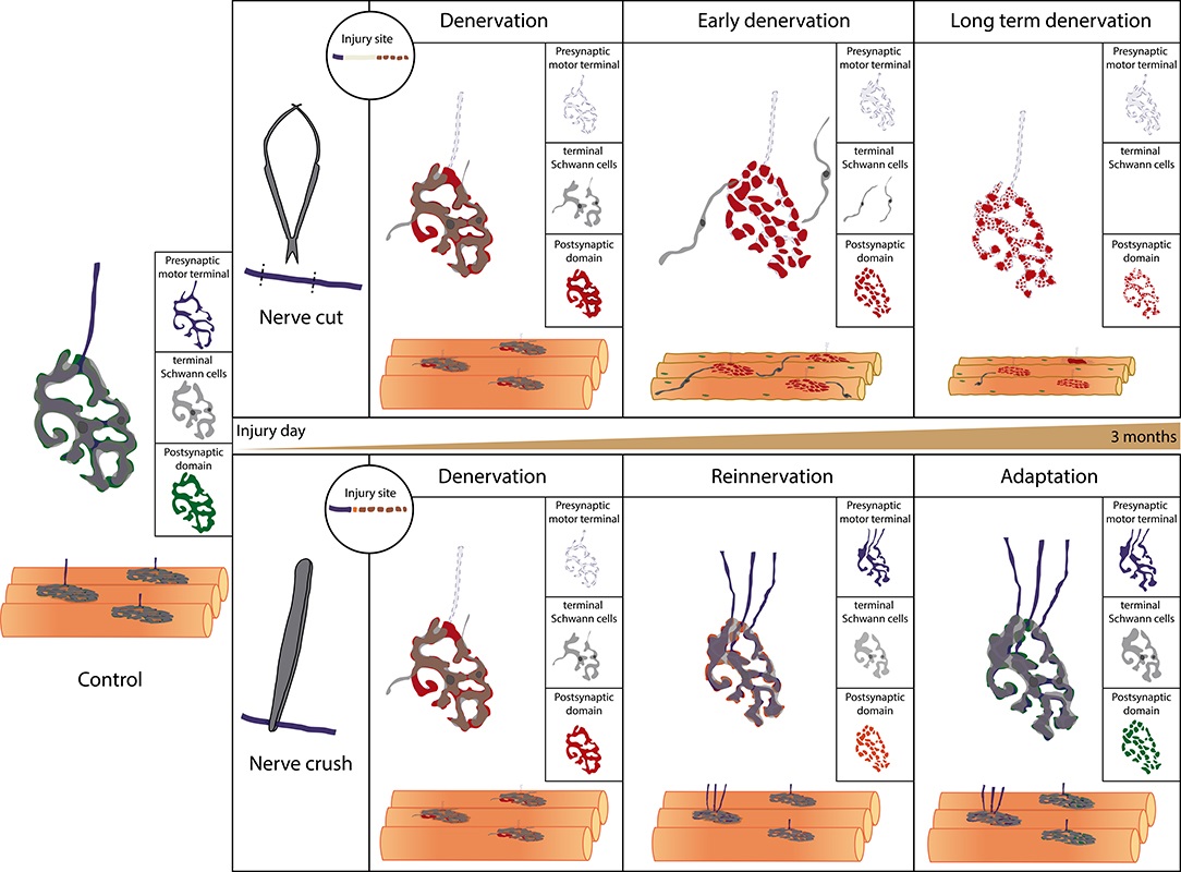 NMJ Research Conference tweet media