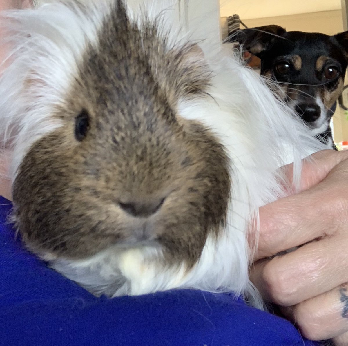 cazm4's tweet photo. Nail trim day for George & Ringo & hair trim(for Ringo’s fabulous locks)🥰💙yes that’s Murphy in the background hoping to steal Ringo’s carrot,even though he’s had his own and half of George’s🙄🤪🤣 #WeeChancer he loves his carrots 😂💙hope everyone is having a fab week💜💙 https://t.co/xZbj8fJ7Ec