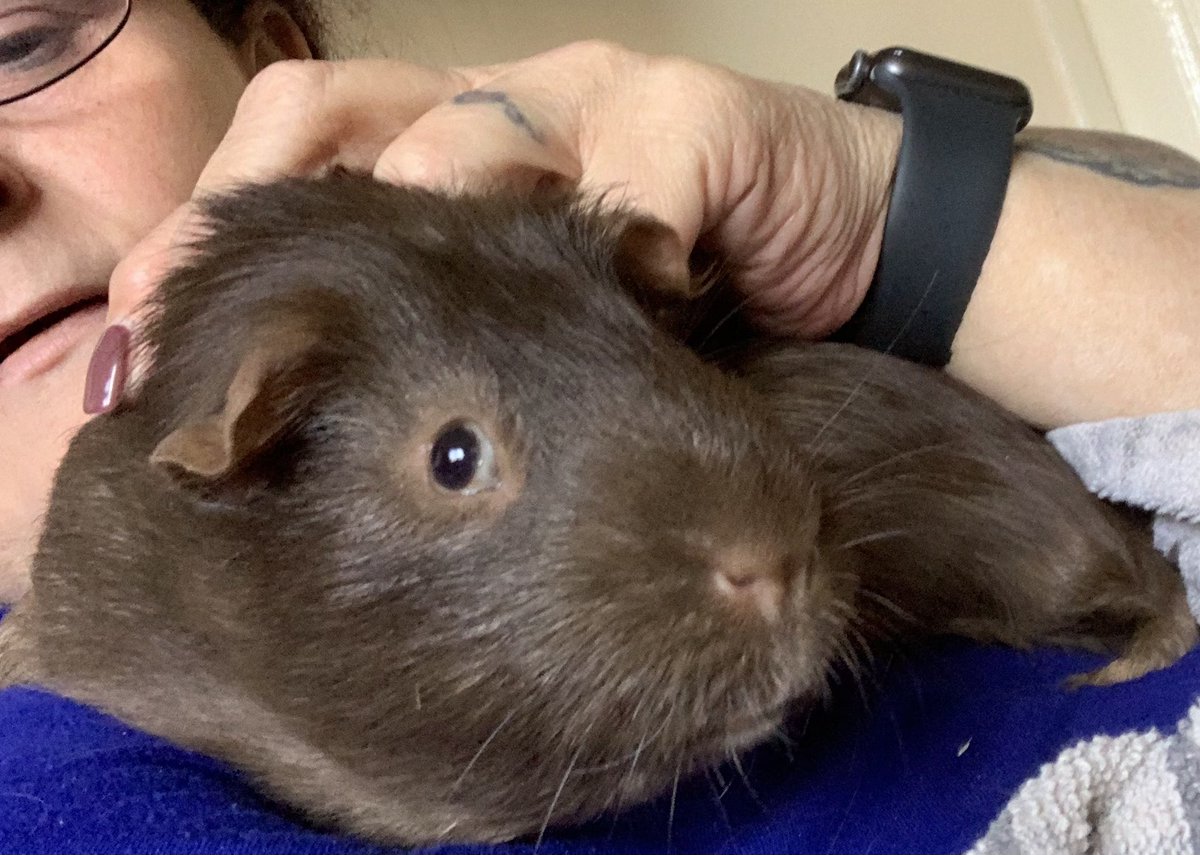 cazm4's tweet photo. Nail trim day for George & Ringo & hair trim(for Ringo’s fabulous locks)🥰💙yes that’s Murphy in the background hoping to steal Ringo’s carrot,even though he’s had his own and half of George’s🙄🤪🤣 #WeeChancer he loves his carrots 😂💙hope everyone is having a fab week💜💙 https://t.co/xZbj8fJ7Ec